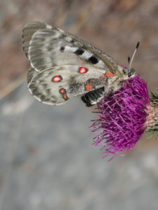 Butterfly on flower | © Valinza | Dreamstime Stock Photos