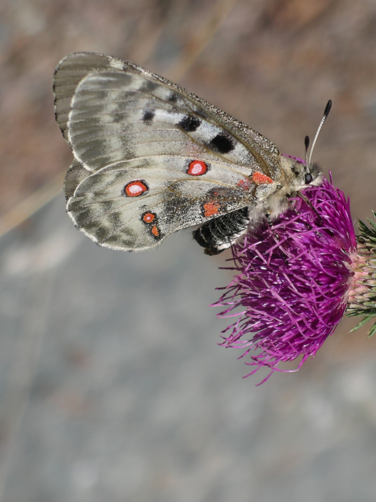 Butterfly on flower | © Valinza | Dreamstime Stock Photos